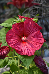 Luna Red Hibiscus (Hibiscus moscheutos 'Luna Red') at English Gardens