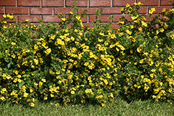 Gold Star Potentilla (Potentilla fruticosa 'Gold Star') at English Gardens
