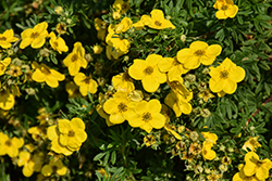 Gold Star Potentilla (Potentilla fruticosa 'Gold Star') at English Gardens