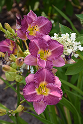 Entrapment Daylily (Hemerocallis 'Entrapment') at English Gardens