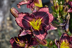 Rainbow Rhythm Storm Shelter Daylily (Hemerocallis 'Storm Shelter') at English Gardens