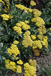 Moonshine Yarrow (Achillea 'Moonshine') at English Gardens