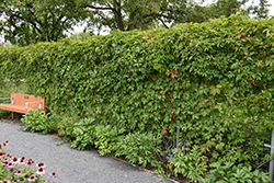 Englemann Ivy (Parthenocissus quinquefolia 'var. englemannii') at English Gardens