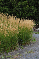 Karl Foerster Reed Grass (Calamagrostis x acutiflora 'Karl Foerster') at English Gardens