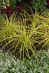 Bowles' Golden Sedge (Carex elata 'Bowles Golden') at English Gardens