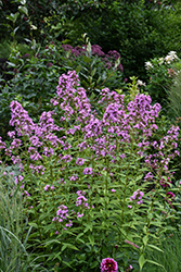 Jeana Garden Phlox (Phlox paniculata 'Jeana') at English Gardens