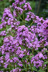 Jeana Garden Phlox (Phlox paniculata 'Jeana') at English Gardens
