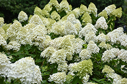 Limelight Prime Hydrangea (Hydrangea paniculata 'SMNHPPH') at English Gardens