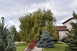 Prairie Cascade Weeping Willow (Salix 'Prairie Cascade') at English Gardens
