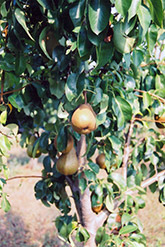 Bosc Pear (Pyrus communis 'Beurre Bosc') at English Gardens