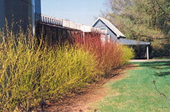 Yellow Twig Dogwood (Cornus sericea 'Flaviramea') at English Gardens