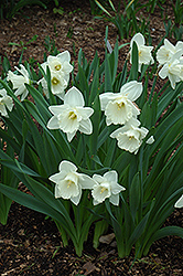 Mount Hood Daffodil (Narcissus 'Mount Hood') at English Gardens