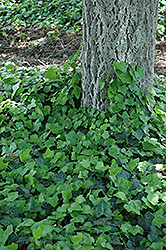 Baltic Ivy (Hedera helix 'Baltica') at English Gardens