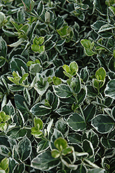 Ivory Jade Wintercreeper (Euonymus fortunei 'Ivory Jade') at English Gardens