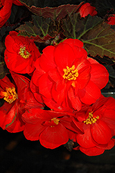 Nonstop Mocca Scarlet Begonia (Begonia 'Nonstop Mocca Scarlet') at English Gardens