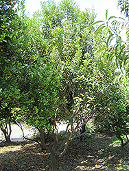 Meiwa Kumquat (Fortunella crassifolia 'Meiwa') at English Gardens