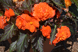 Nonstop Mocca Bright Orange Begonia (Begonia 'Nonstop Mocca Bright Orange') at English Gardens