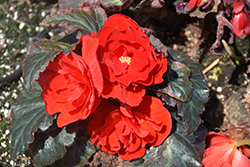 Nonstop Mocca Red Begonia (Begonia 'Nonstop Mocca Red') at English Gardens