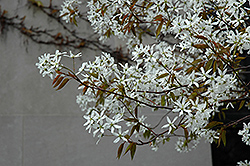 Spring Glory Serviceberry (Amelanchier canadensis 'Spring Glory') at English Gardens