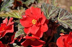 Nonstop Mocca Deep Red Begonia (Begonia 'Nonstop Mocca Deep Red') at English Gardens