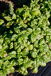Genovese Basil (Ocimum basilicum 'Genovese') at English Gardens