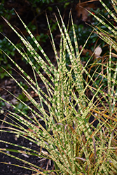 Gold Breeze Maiden Grass (Miscanthus sinensis 'Gold Breeze') at English Gardens