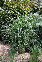 Thundercloud Switch Grass (Panicum virgatum 'Thundercloud') at English Gardens