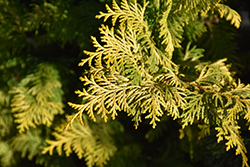 Goldilocks Hinoki Falsecypress (Chamaecyparis obtusa 'Goldilocks') at English Gardens