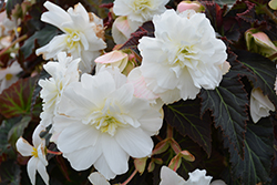 Nonstop Joy Mocca White Begonia (Begonia 'Nonstop Joy Mocca White') at English Gardens