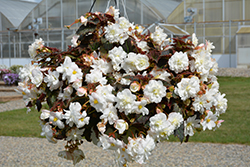 Nonstop Joy Mocca White Begonia (Begonia 'Nonstop Joy Mocca White') at English Gardens