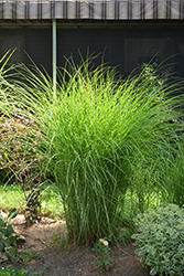 Gracillimus Maiden Grass (Miscanthus sinensis 'Gracillimus') at English Gardens