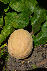 Cantaloupe Melon (Cucumis melo var. cantalupensis) at English Gardens