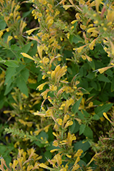 Kudos Yellow Hyssop (Agastache 'Kudos Yellow') at English Gardens