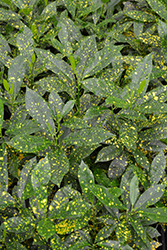 Gold Dust Variegated Croton (Codiaeum variegatum 'Gold Dust') at English Gardens