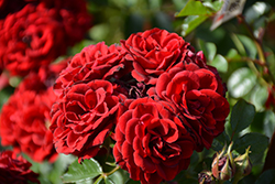Red Sunblaze Rose (Rosa 'Meirutral') at English Gardens