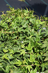 Needlepoint English Ivy (Hedera helix 'Needlepoint') at English Gardens