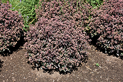 Rock 'N Grow Tiramisu Stonecrop (Sedum 'Tiramisu') at English Gardens