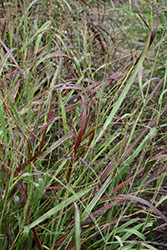 Ruby Ribbons Switch Grass (Panicum virgatum 'Ruby Ribbons') at English Gardens