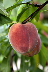 Contender Peach (Prunus persica 'Contender') at English Gardens