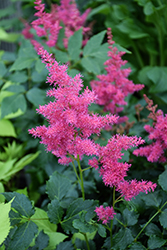 Younique Ruby Red Astilbe (Astilbe 'VersRed') at English Gardens